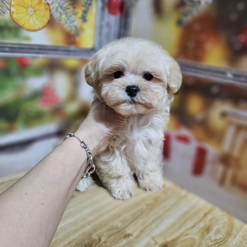 Maltipoo F1 мини мальчик