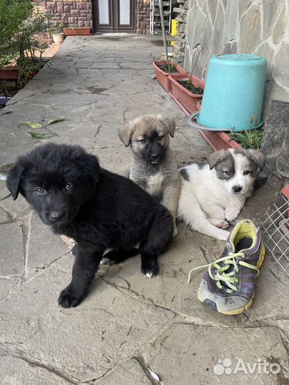 Щенки алабая и дворовой