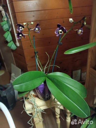 Орхидея фаленопсис