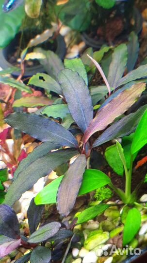 Аквариумные растения