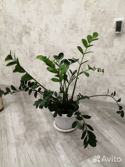 Замиокулькас