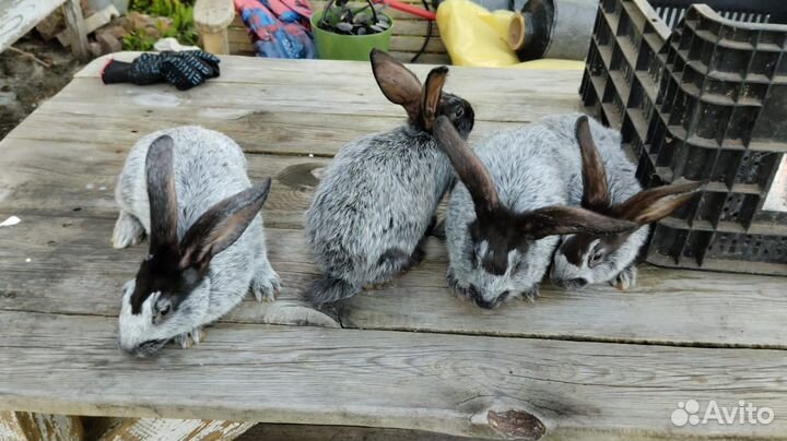 Полтавское серебро