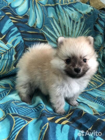 Щенки шпица