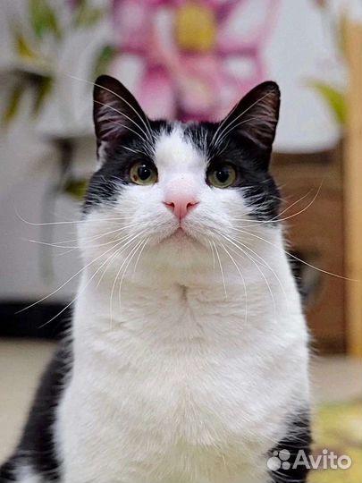 Кот в добрые руки