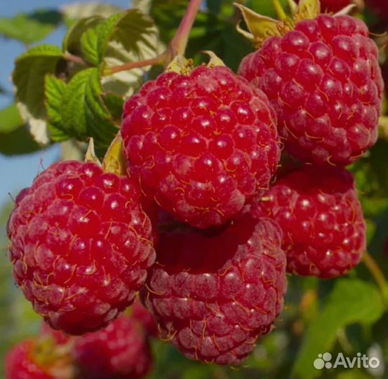 Саженцы малины