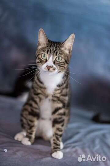 Котик в добрые руки