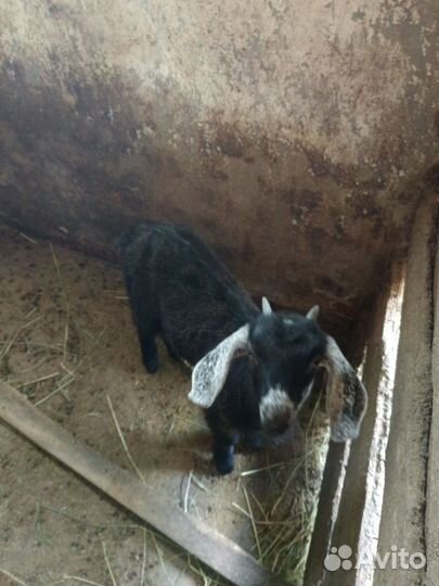 Нубийские козочки