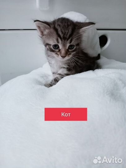 Котята