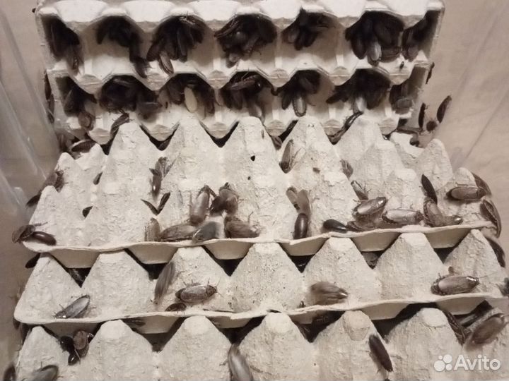 Мраморные тараканы