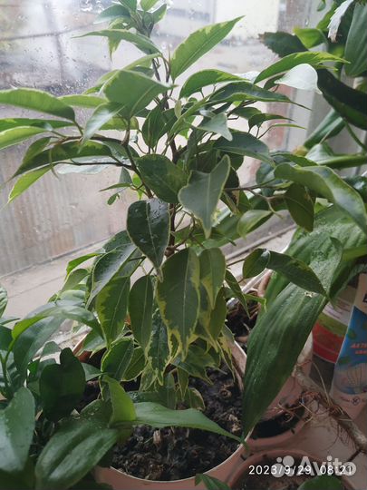 Индийский лук или драконово яблоко и др