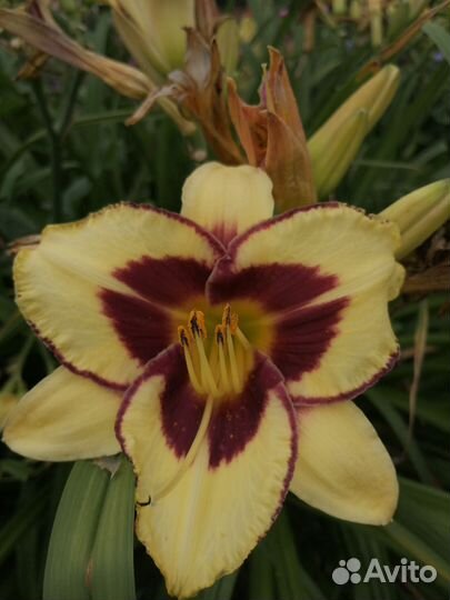 Лилейник многолетний