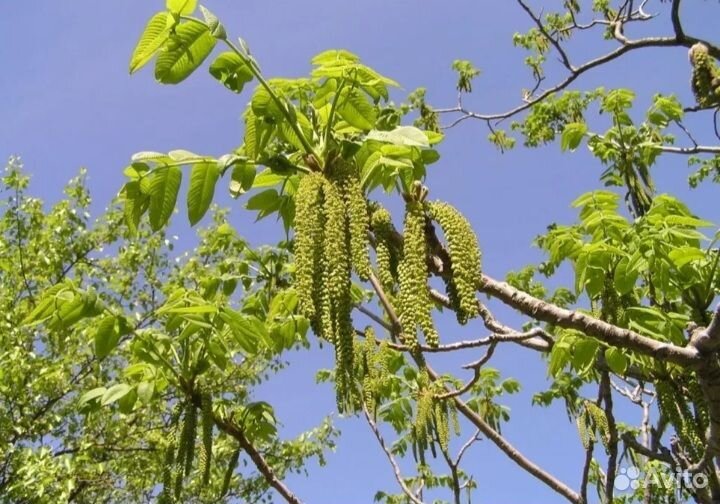 Маньчжурский орех