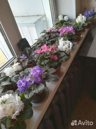 Сортовые фиалки