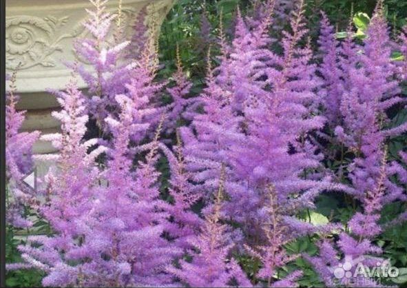 Анемона, Астильба, Астра садовая, Вербейник,флокс