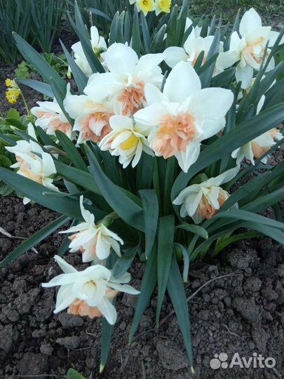 Многолетние цветы