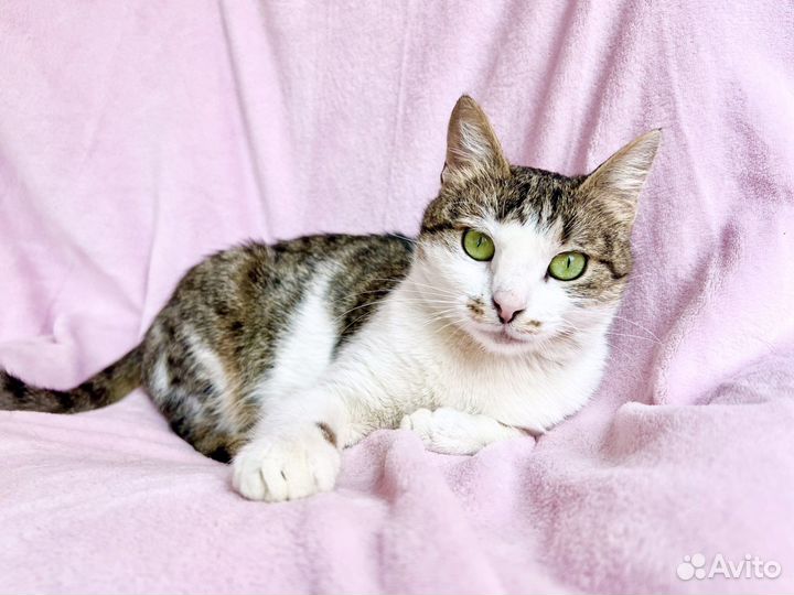 Не просто кошка - королева в добрые руки