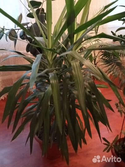 Комнатные растения