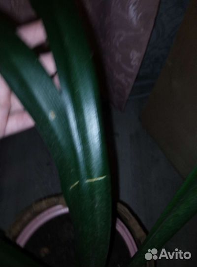 Кливия взрослая