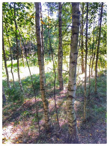 Участок 15 сот. (СНТ, ДНП)