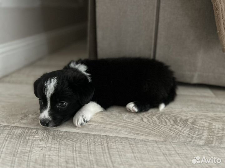 Щенок в добрые руки