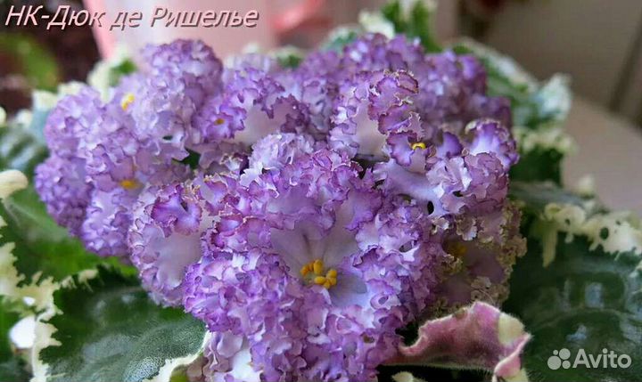 Фиалки набор №4 укорененных листов 7 разных сортов