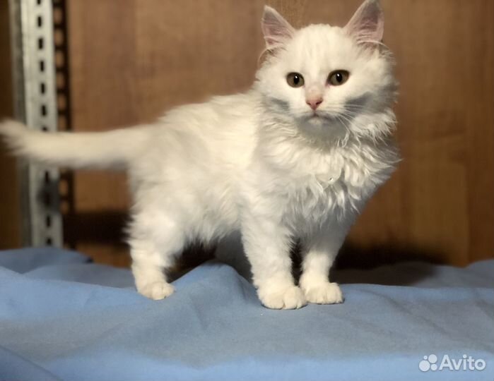 Котёнок девочка