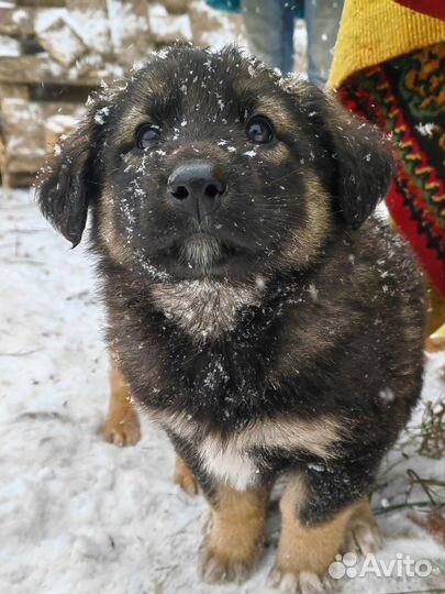 Щенок
