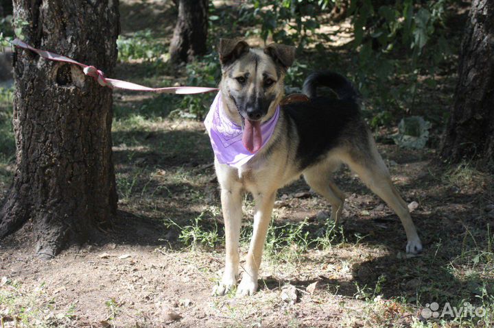 Молодая собака выживает в тяжёлых условиях приюта