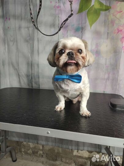 Груминг, стрижка животных