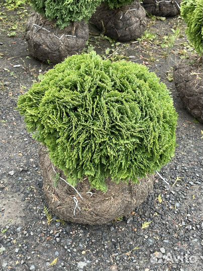 Туя шаровидная