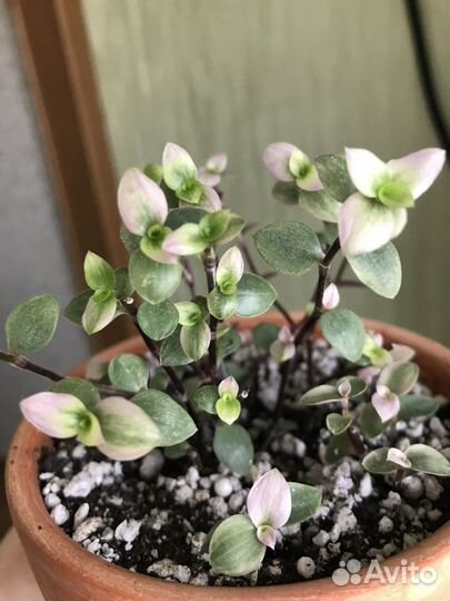 Каллизия крибо