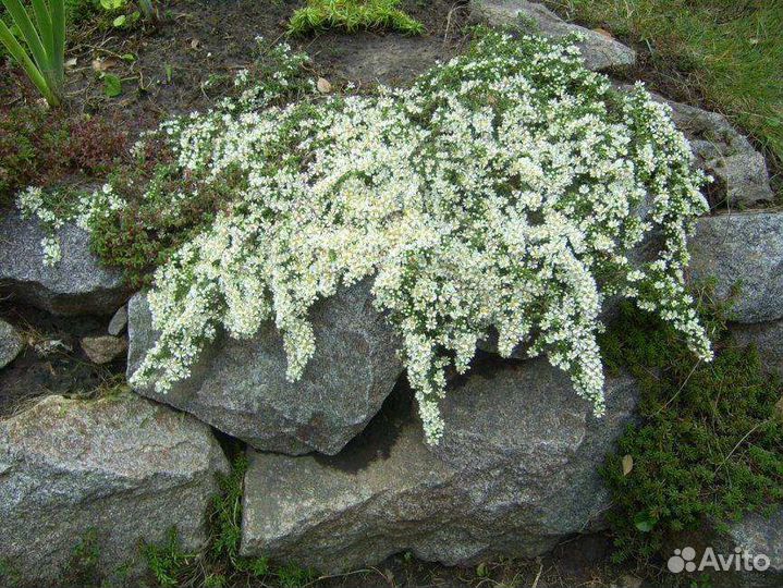 Многолетние цветы