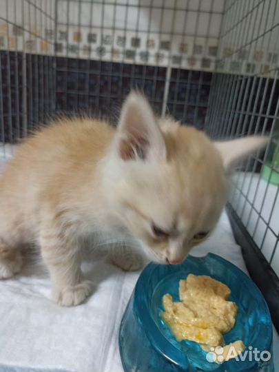 Отдам кота в добрые руки