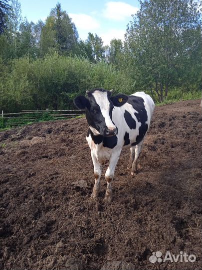 Корова тёлочка 10мес