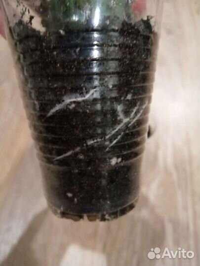 Кактус эхинопсис