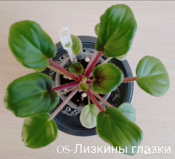 Детки сортовых фиалок