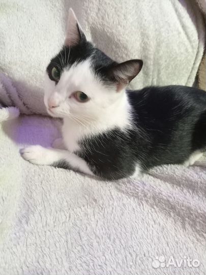 Котята в добрые руки бесплатно