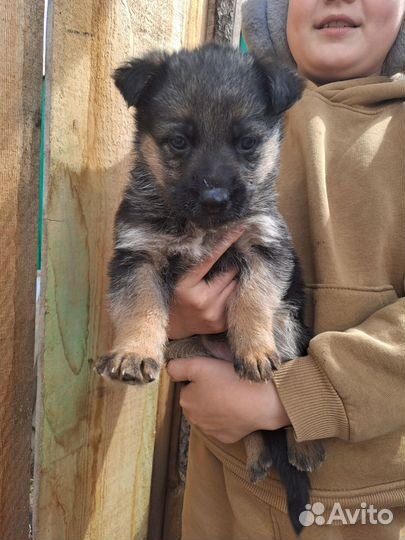 Немецкая овчарка