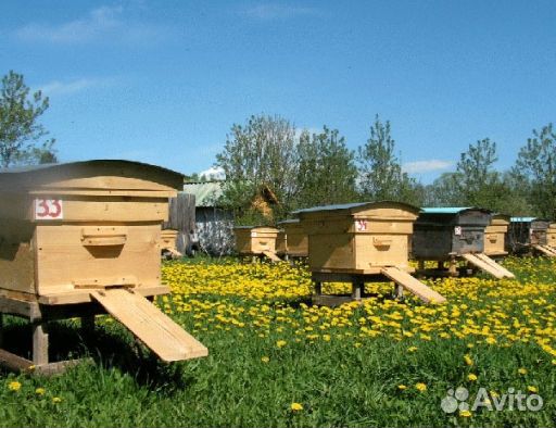 2024 Мёд натуральный из Алтая оптом