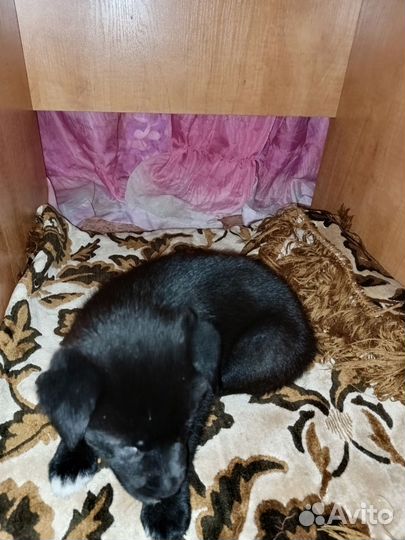 Щенки лабладора