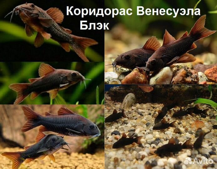 Голд Страйп Неон CW10 Коридорасы сомики разные