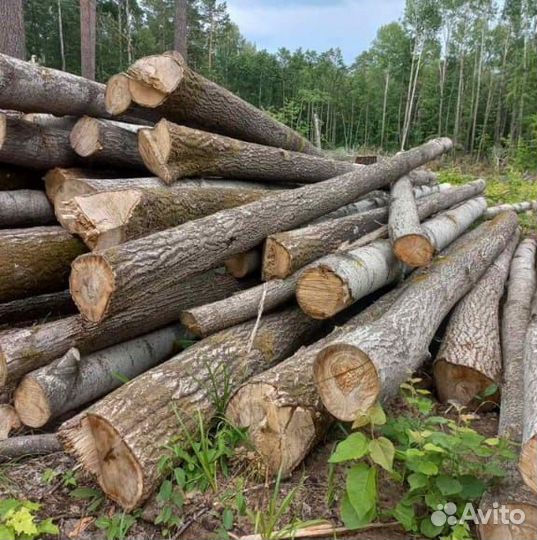 Лес кругляк липа, клён, берёза, сосна