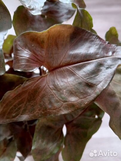 Комнатные цветы. Сингониум Aron Brawn