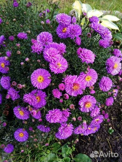 Многолетники, кусты декоративные, астра, полынь