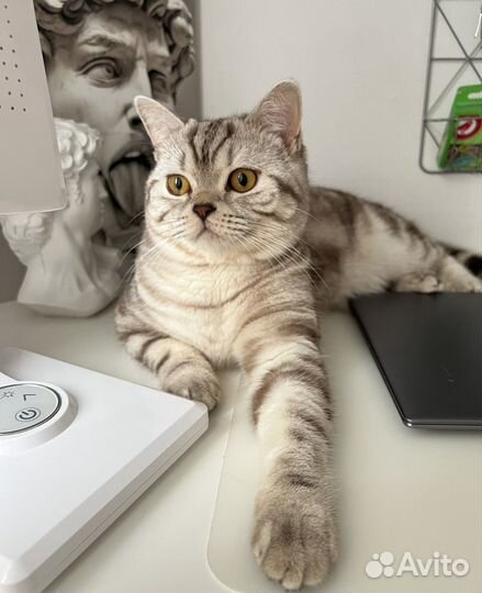 Шотландский кот