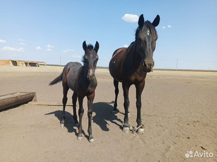 Кобыла с жеребенком