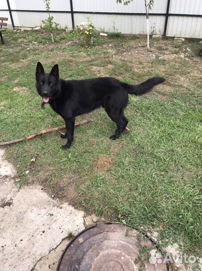 Немецкая овчарка вязка