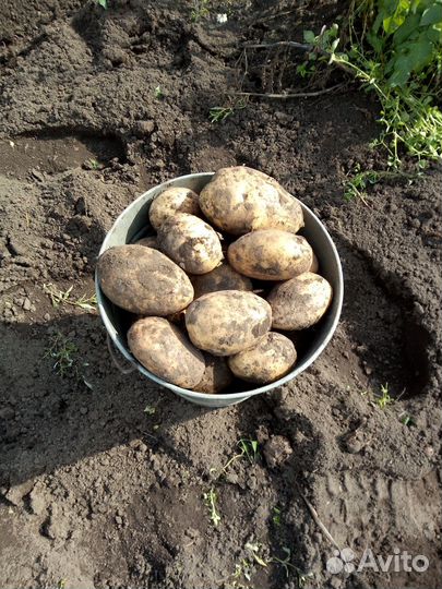 Продам картофель крупный