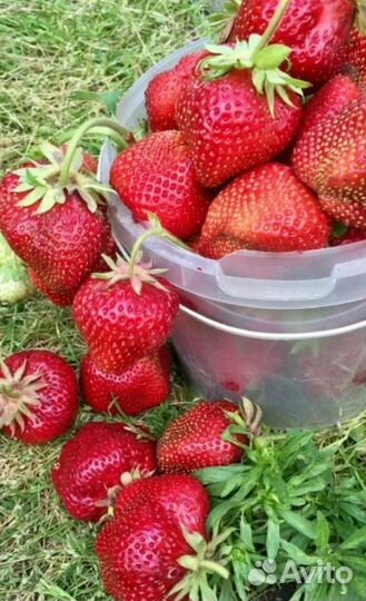 Рассада клубники