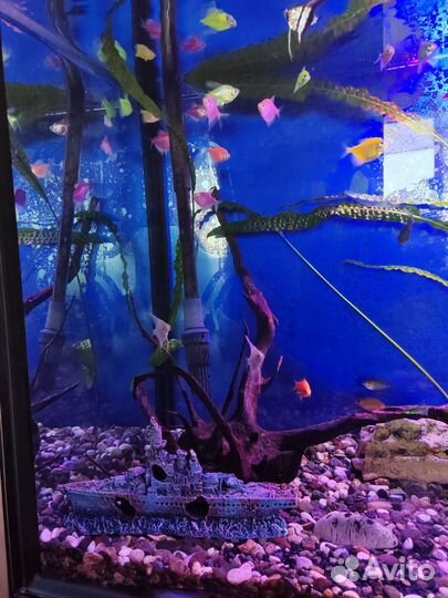Аквариум